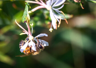 Western Honeybee enjoying a flower in Pearland, Texas!