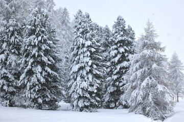 Fototapeta premium Verschneite Bäume im Winter