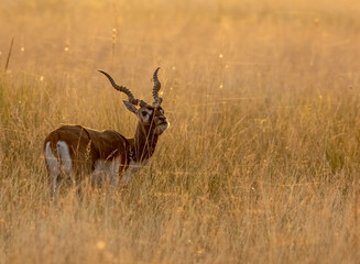 Black Buck