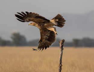 Imperial Eagle