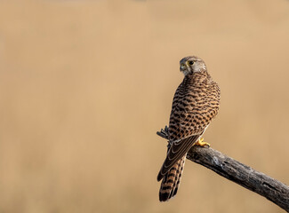 Common Kestral