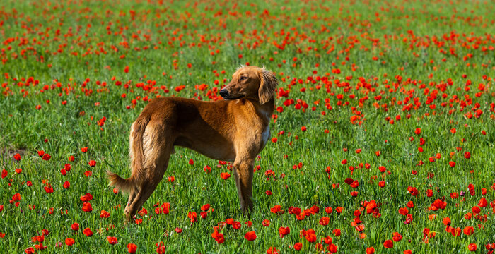 Kazakh greyhound (Tazy) on a poppy field on a spring day