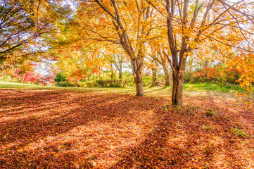紅葉が鮮やかな午後のアルプス公園