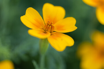 Cute beautiful flowers in the garden close-up. Trending nature green and vibrant petals.