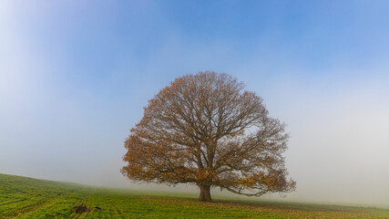 Alleinstehende Eiche im Morgennebel