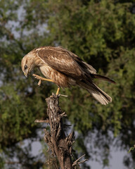 tawny eagle
