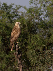 tawny eagle