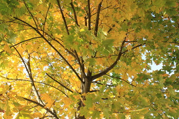 Fototapeta premium autumn green leaves in the forest, a tree with marvelous leaves