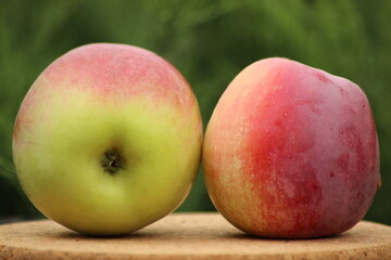Large apples of an oblong shape, with a crimson-red blush, on a blurred green background. Apple varieties Memory of Ulyanishchev.

