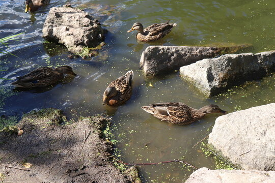 ducks in the lake