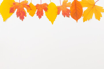 Fototapeta na wymiar colorful autumn leaves top plant background