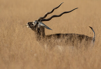 black buck