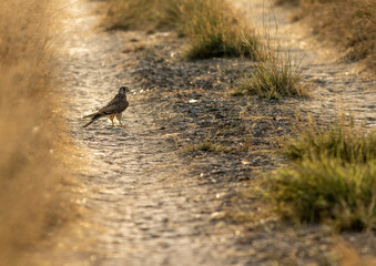 common kestral