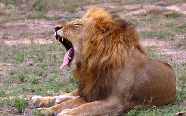 A close-up of a male lion giving a lazy yawn, spotted in the Sabi Sands game reserve in South...
