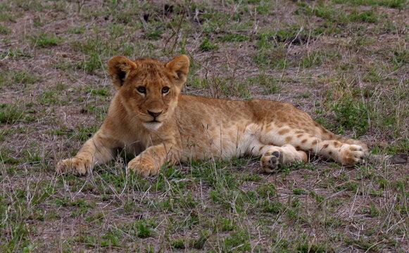 a photo of a baby lion cub, relaxing in the savanna, near the pride that was seen during a game drive in the Sabi Sands game reserve in South Africa.