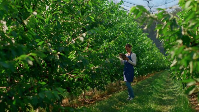 Woman Agronomist Collecting Data Analysing Growth Of Plants On Plantation Tablet