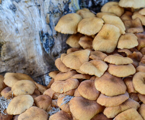 Wild Mushrooms growing on an old tree stump