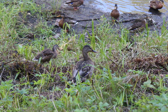 ducks on the shore