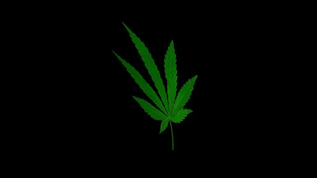 Marijuana leaf is spinning on a black background. Rain of marijuana leaves. 3D animation. Cannabis.