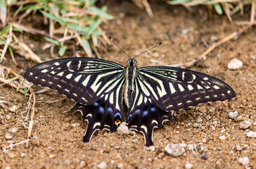 Asian Swallowtail