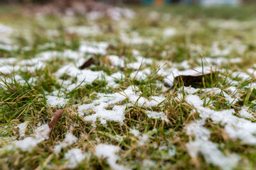 leaves under the snow