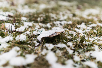 leaves under the snow