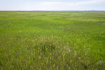 Fototapeta premium Prairie Wind Overlook in Badland national park during summer. From grassland to valley. Badland landscape South Dakota.