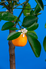 Blooming tangerine tree on a blue background macro photography.  Citrus tree branch with white flowers, orange fruits and green foliage. Blooming mandarin close-up studio photography.