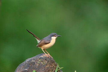 Ashy Prinia, Prinia Socialis, Bangalore, Karnataka, India