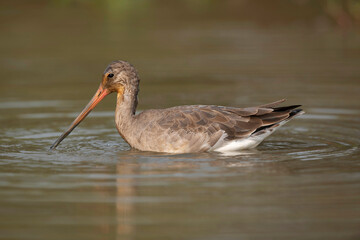 Black-Tailed Godwit, Limosa Limosa, Mangalajodi, Tangi, Odhisa, India