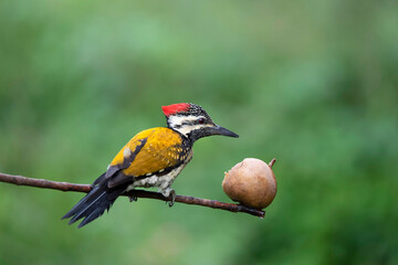 Black-Rumped Flameback, Dinopium Benghalense, Bangalore, Karnataka, India