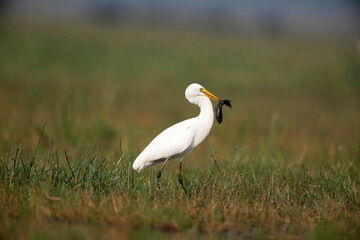 Great Egret, Ardea Alba, Eating Fish, Mangalajodi, Tangi, Odhisa, India