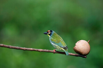 Coppersmith Barbet, Psilopogon Haemacephalus, Bangalore, Karnataka, India