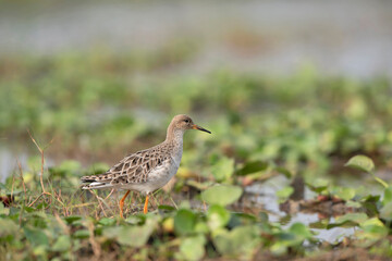 Ruff, Calidris Pugnax, Mangalajodi, Tangi, Odhisa, India