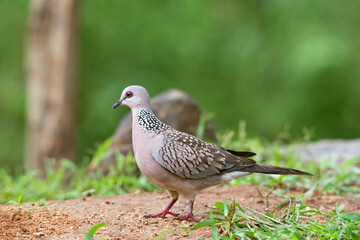 Spotted Dove,  Spilopelia Chinensis, Bangalore, Karnataka, India