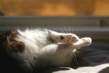 Cute tabby cat sleeping on a bed. Selective focus.