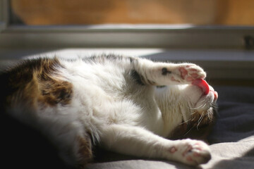 Cute tabby cat sleeping on a bed. Selective focus.