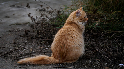 Cat in the morningsun golden orange fur and very fluffy