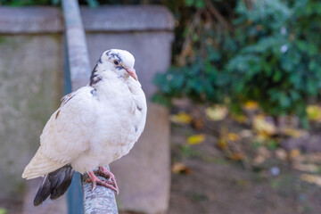 white dove in the park