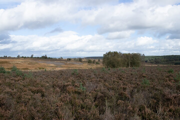 landscape with a field