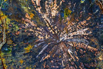 Close-up the stump of cut tree. Texture of wood with annual rings, cracks, moss, small grass. View from above