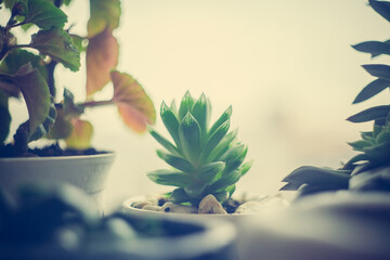 Green foliage of home plant cactus, succulent plant on the windowsill on the background of the rain...