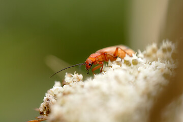Red bug on a flower