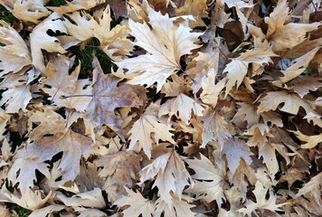 dry autumn leaves top view plane tree