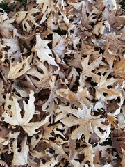 dry autumn leaves top view plane tree