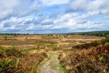 heathland and sky