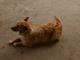 piccolo cane marrone da compania sdraiato