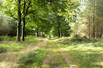 path in the forest