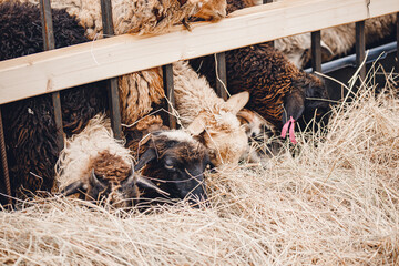 Concept farm animal husbandry. Closeup Sheep eat hay