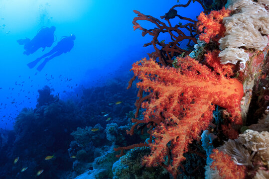 Coral y buzos